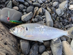 コノシロの釣果