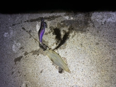 ケンサキイカの釣果