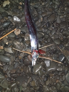 タチウオの釣果