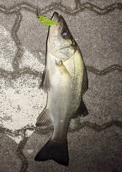 セイゴ（ヒラスズキ）の釣果