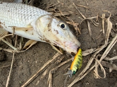 ニゴイの釣果