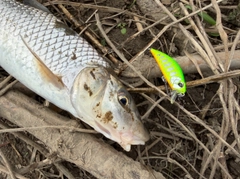ニゴイの釣果