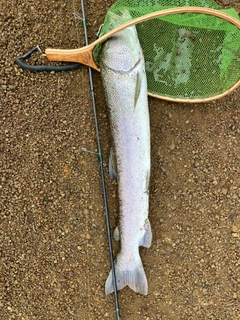 イトウの釣果