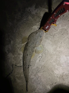 マゴチの釣果