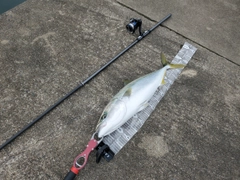 ワラサの釣果