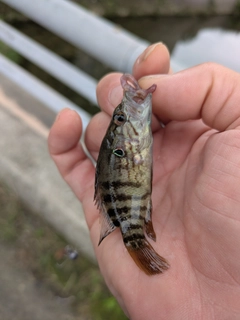 オヤニラミの釣果