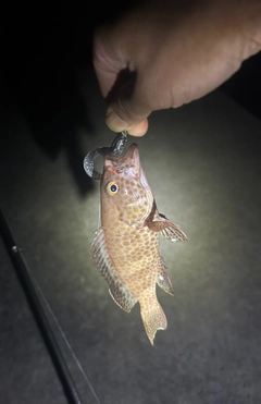 オオモンハタの釣果