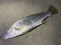ニベの釣果
