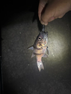 ヨコスジイシモチの釣果