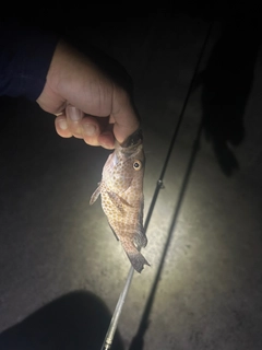 オオモンハタの釣果