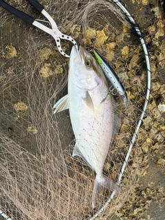 ネリゴの釣果