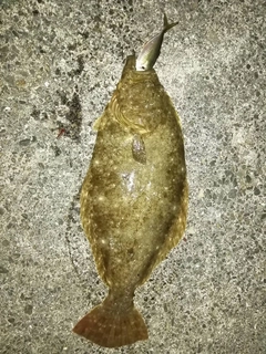 ヒラメの釣果