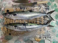 サゴシの釣果