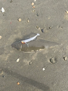 ウシノシタの釣果