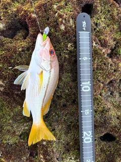 タテフエダイの釣果