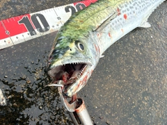 サゴシの釣果