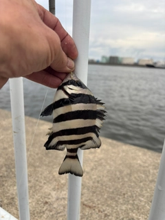 サンバソウの釣果