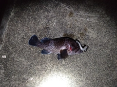 マゾイの釣果