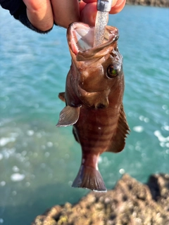 ヤミハタの釣果