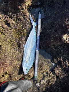 イケカツオの釣果
