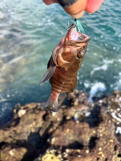 ヤミハタの釣果