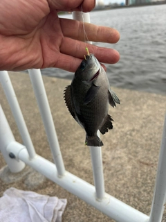 メジナの釣果
