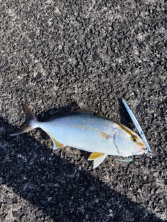 ネリゴの釣果