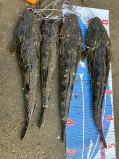 マゴチの釣果