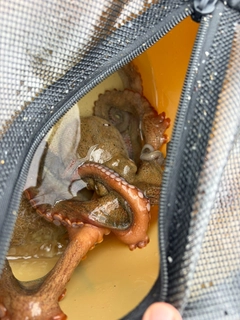 マダコの釣果