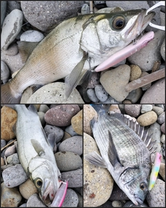 セイゴ（ヒラスズキ）の釣果