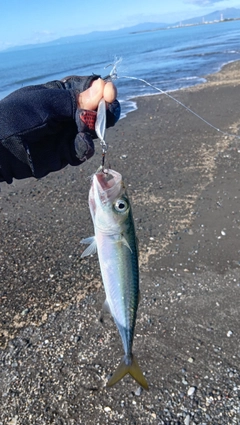 マサバの釣果