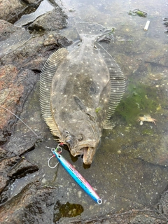 ヒラメの釣果