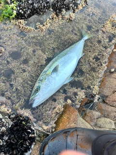 ワラサの釣果