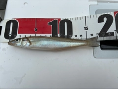 シロギスの釣果