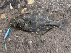 ソゲの釣果