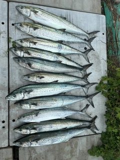 サワラの釣果