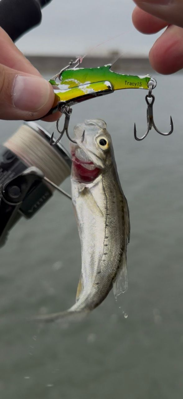 SHIMANO 22ステラ 4000MHGの最安値・インプレ・釣果 | 本音の口コミが