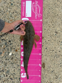 マゴチの釣果