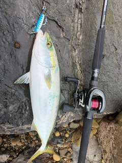 ヤズの釣果