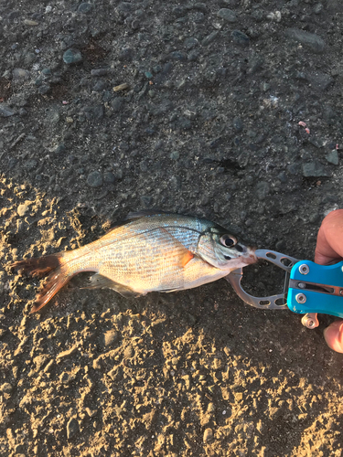 ウミタナゴの釣果