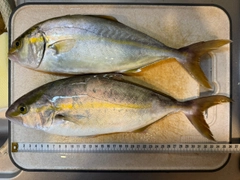 ショゴの釣果