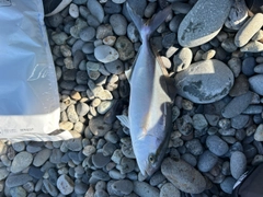 ショゴの釣果