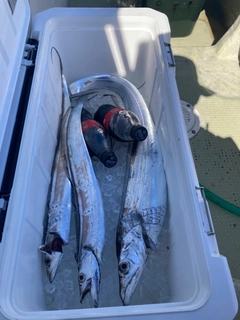 タチウオの釣果