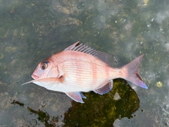 タイの釣果