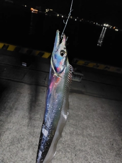 タチウオの釣果