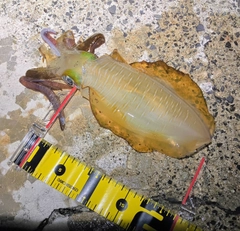 アオリイカの釣果