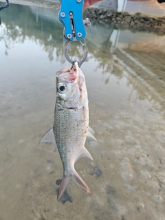 イセゴイの釣果