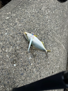 ショゴの釣果