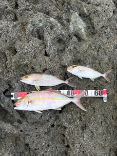 シオの釣果