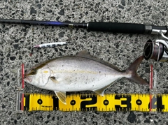 ネイリの釣果